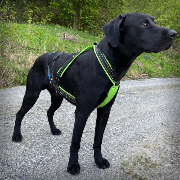 V.I.P. MULTISPORT ZUGGESCHIRR