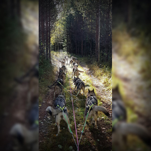 ZUGGARNITUR WHEEL-SECTION