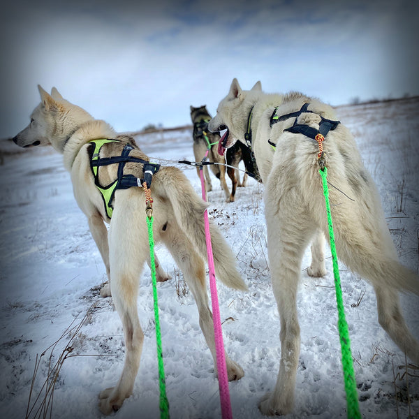 ZUGGARNITUR TEAM-SECTION