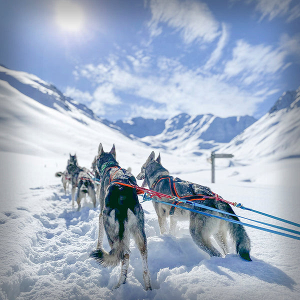 DYNEMA JÖRINGLEINE FÜR 3 BIS 4 HUNDE