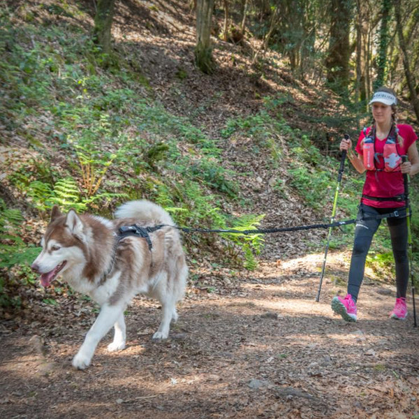 I-DOG RAIDLIGHT GESCHIRR