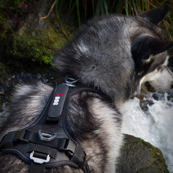 I-DOG RAIDLIGHT GESCHIRR