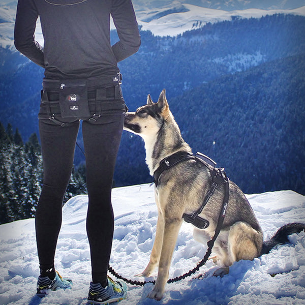 I-DOG RAIDLIGHT GESCHIRR