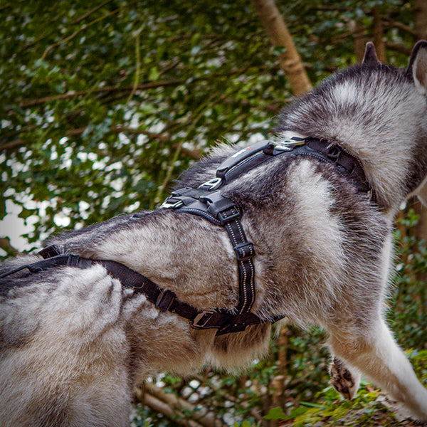 I-DOG RAIDLIGHT GESCHIRR