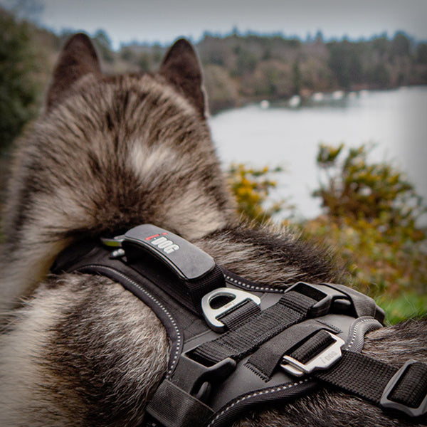 I-DOG RAIDLIGHT GESCHIRR