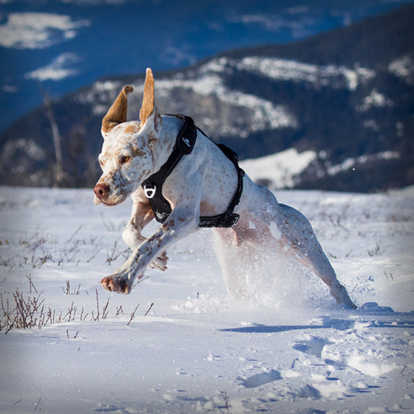 I-DOG RAIDLIGHT GESCHIRR