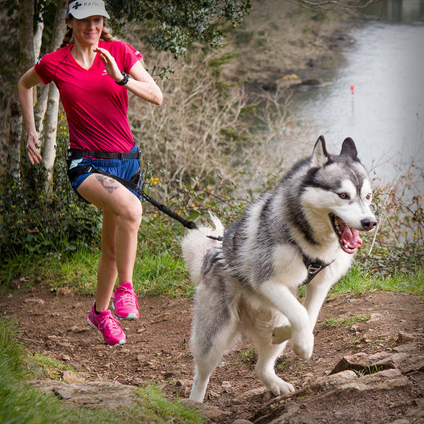 I-DOG RAIDLIGHT GESCHIRR