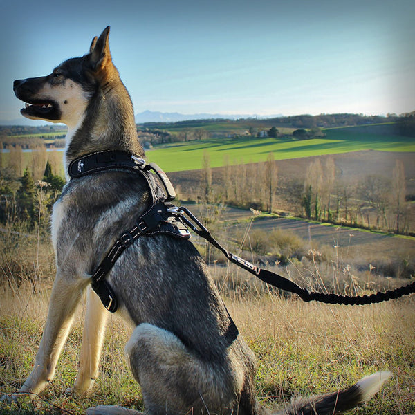 CROSSLEINE ZUGLEINE RAIDLIGHT