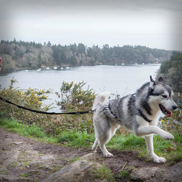 CROSSLEINE ZUGLEINE RAIDLIGHT