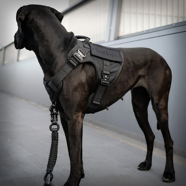 Croci Hundegeschirr Double Face Sancho, Größe L – Bequem, Verstellbar, Mit Fleece-Polsterung