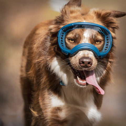 REX SPECS HUNDEBRILLE V2 MEDIUM