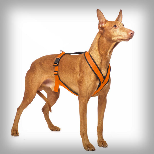 SOFA DOG SPORTS Y-SMALL