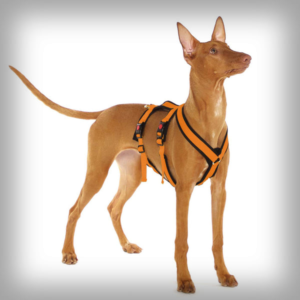 SOFA DOG SPORTS Y-SMALL DOUBLE