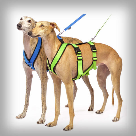 SOFA DOG SPORTS Y-BIG DOUBLE