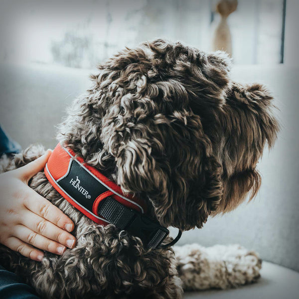 BREITES HALSBAND DIVO – SCOOTERSPORT