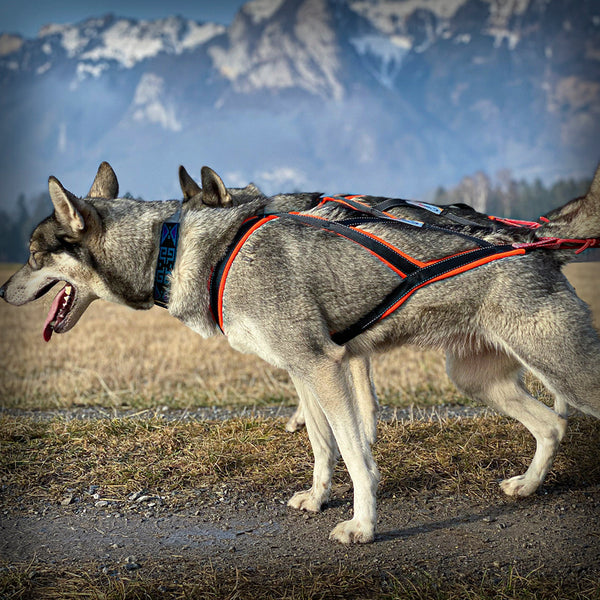 SLEDWORK XBACK ACTIVE G2- Das Xback active G2 (Generation 2) besitzt die DNA der bewährten Xback-Geschirre, ist aber trotzdem in wesentlichen Teilen eine komplette Neuentwicklung.  Für den Hals- und Brustbereich wird ein Schnittteil aus Nylongewebe verwendet so wird eine deutliche Optimierung der geometrischen Verhältnisse erziehlt. Durch die Form direkt am Brustbein entsteht kein Druck auf die Luftröhre und die grossen Gefässe im Hals.